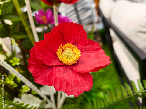 red poppies blurred texture background for stock photo or illustration. Flowers poppies blossom on wild field. Remembrance day concept.