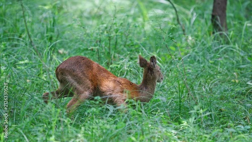 Water Deer Hiding Behind Thin Twig Leaping Backward to Flee Slow Motion 4K