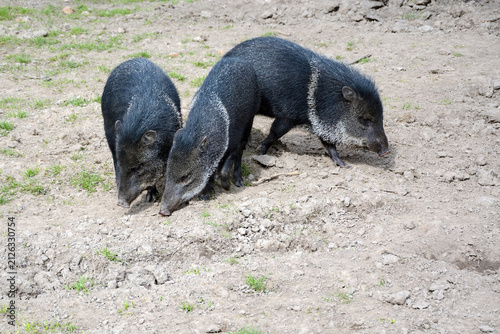 Bild auf Leinwand Collared peccary or musk hog