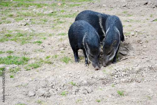 Collared peccary or musk hog