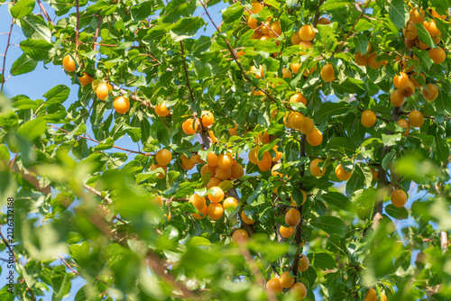 Konstfotografi A sunlit branch overflows with ripe yellow mirabelle plums nestled among glossy green leaves