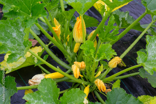 Male flowers on zucchini plants on a summer day