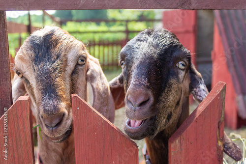 Two goat heads are looking out from behind the fence.
