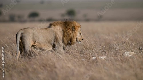 African lion with flowing mane standing and resting beside a lioness in Serengeti savanna, Tanzania