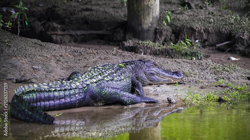 Obraz na płótnie Alligator resting on the muddy bank next to reflective green water