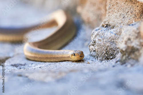 Aesculapian snake in natural habitat ( Zamenis longissimus )
