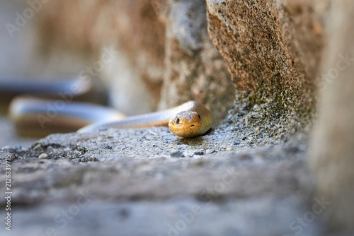 Aesculapian snake in natural habitat ( Zamenis longissimus )