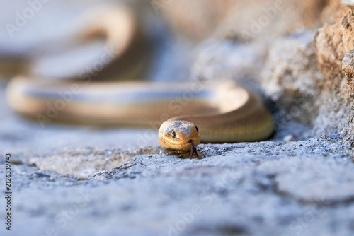 Aesculapian snake in natural habitat ( Zamenis longissimus )