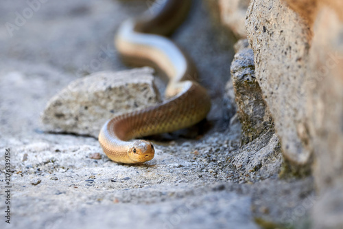 Aesculapian snake in natural habitat ( Zamenis longissimus )