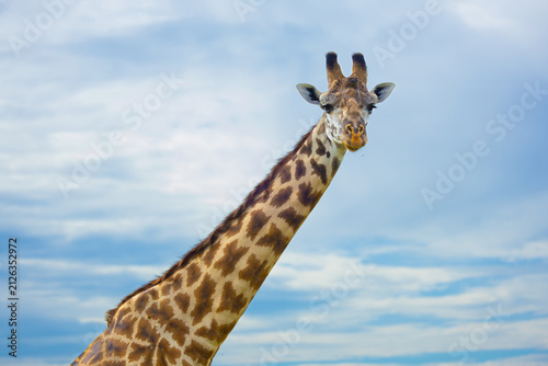 Canvas Print Masai giraffe portrait with blue sky and clouds in the background