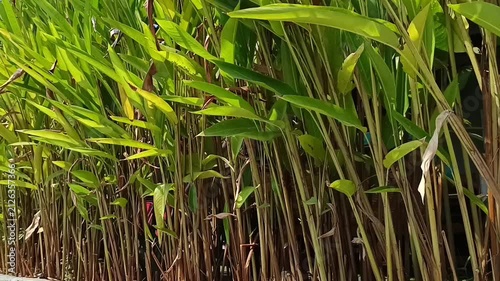 Tanaman hias dengan daun panjang rapi berfungsi jadi pagar 