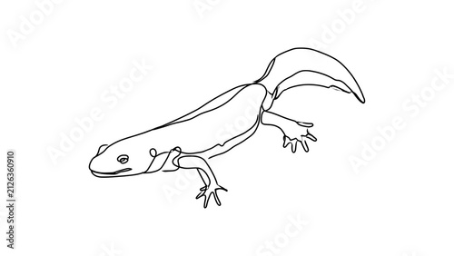 Line drawing of a salamander on white background.