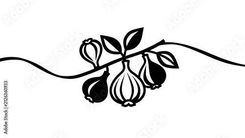 Minimalist fig and garlic illustration white background.