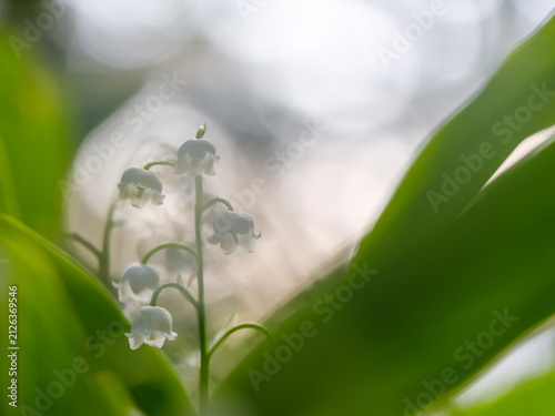 White Lily of the valley flowers blooms in a lush natural forests, representing spring nature exploration and wellness in a wild outdoor adventure, found in the Julian Alps, Tarvisio, Italy, Europe.