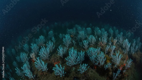 Glowing blue soft corals on a dark deep sea reef.