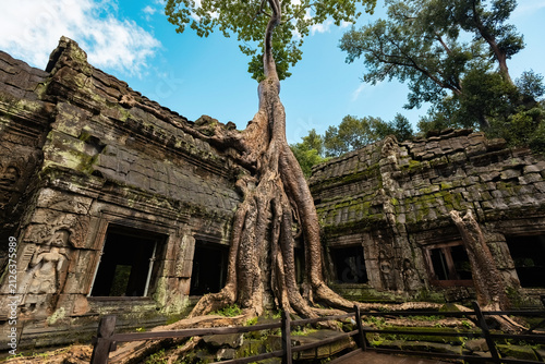 Giant tree over the stone construction of Ta Prohm Temple in Cambodia