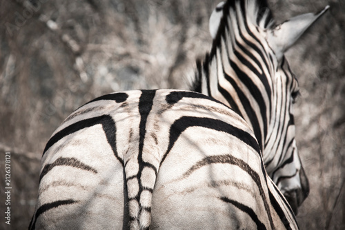 Quadro su tela Beautiful safari image of a zebra with it's black and white patterns
