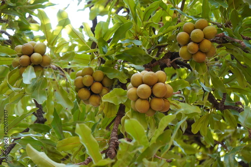 Картината върху платно Le beurre de karité est un trésor naturel ultra-nourrissant