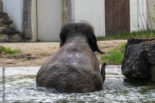 Foto The Asian elephant, Elephas maximus also called Asiatic elephant bathing in a po