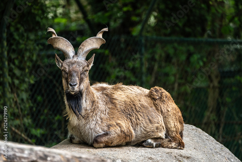 Foto Turkmenian markhor, Capra falconeri heptneri living on the rocks