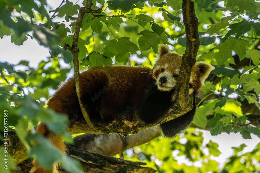 Fototapeta premium The red panda, Ailurus fulgens, also called the lesser panda.