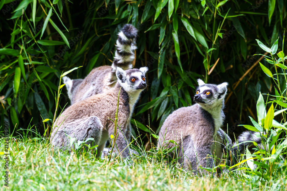 Obraz premium The ring-tailed lemur,Lemur catta with white ringed tail is the most known lemur