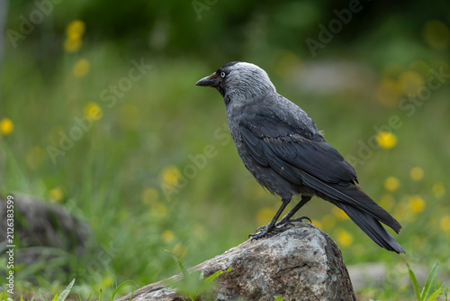 Foto Jackdaw (Corvus monedula)