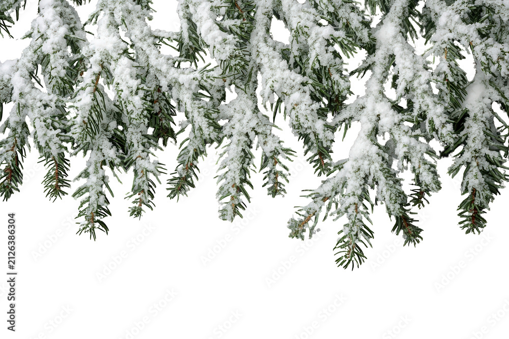 Obraz premium Dense snowy evergreen foliage border