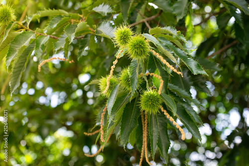 Foto Young chestnuts in bright green spiny husks hang among sunlit leaves, capturing the freshness and abundance of a European summer in France