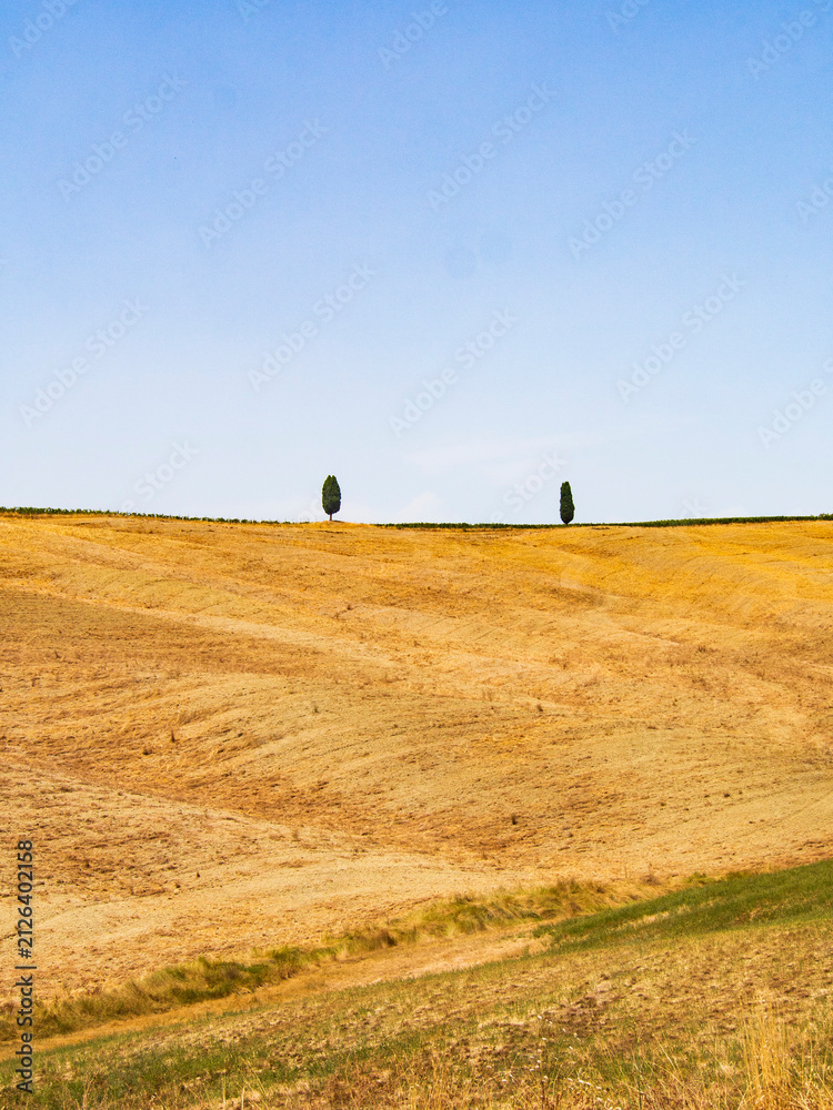 Fototapeta premium Italia, Toscana, Siena, la campagna senese in estate.