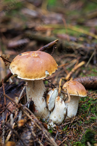 Group of wild porcini mushrooms growing on the forest floor with pine cones.