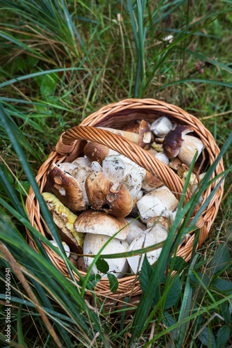 Rich harvest of king bolete mushrooms inside a traditional basket on a grassy meadow.