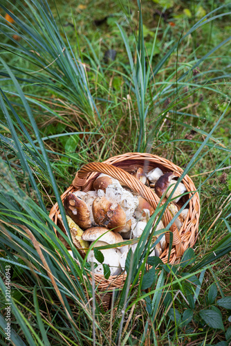Rich harvest of king bolete mushrooms inside a traditional basket on a grassy meadow.