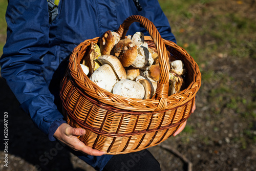  Large wicker basket filled with fresh wild porcini mushrooms held by a mushroom picker.