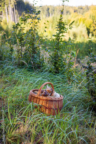 Rich harvest of king bolete mushrooms inside a traditional basket on a grassy meadow.