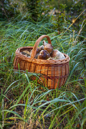 Rich harvest of king bolete mushrooms inside a traditional basket on a grassy meadow.
