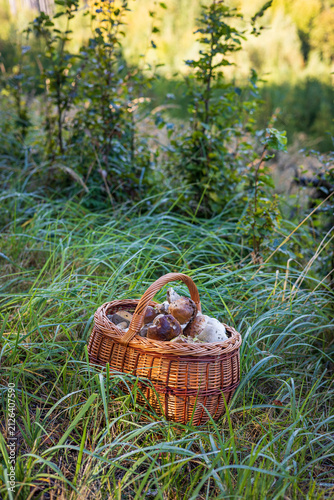 Rich harvest of king bolete mushrooms inside a traditional basket on a grassy meadow.