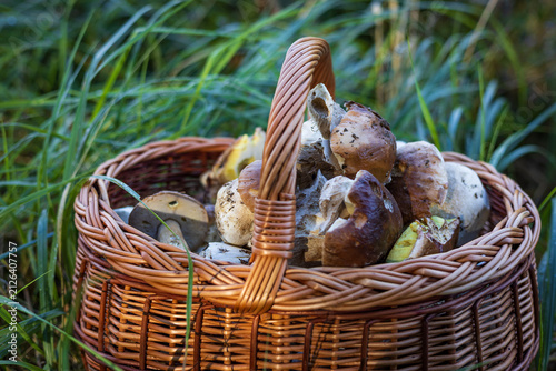 Rich harvest of king bolete mushrooms inside a traditional basket on a grassy meadow.