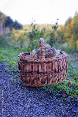 Harvested king bolete mushrooms in a traditional basket with beautiful blurred forest background.