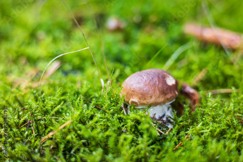 Small wild porcini mushroom growing on the forest floor among dry leaves and twigs.