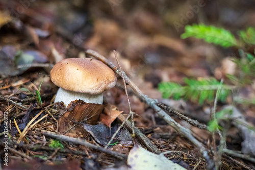 Small wild porcini mushroom growing on the forest floor among dry leaves and twigs.