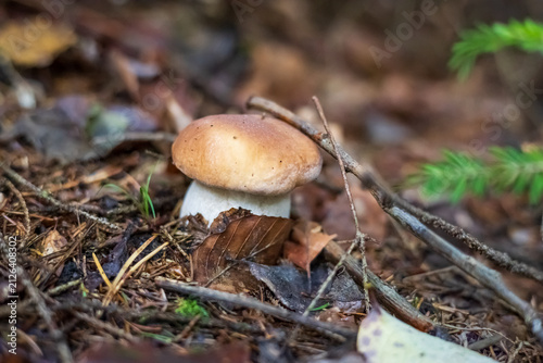 Small wild porcini mushroom growing on the forest floor among dry leaves and twigs.