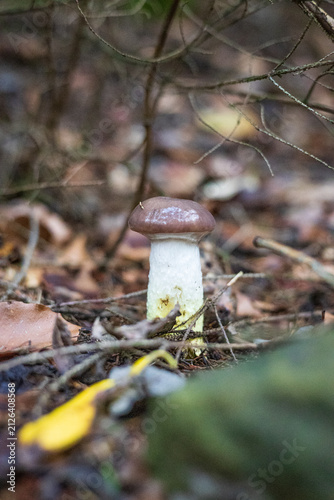 mushroom in the forest