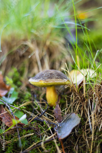 mushroom in the forest