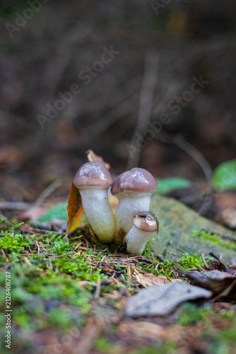 small mushrooms growing in the wild forest 