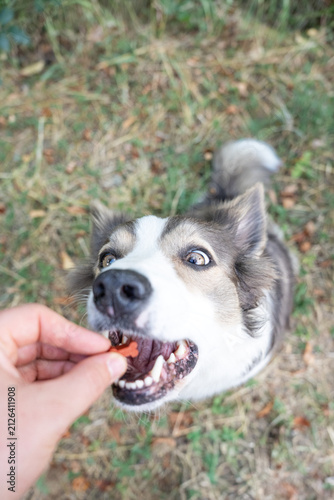 Canvas Print Close vertical point of view of an eager lillac Border Collie opening its mouth