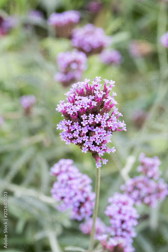Fototapeta premium Beautiful Brazilian Verbena (Verbena brasiliensis) flowers.