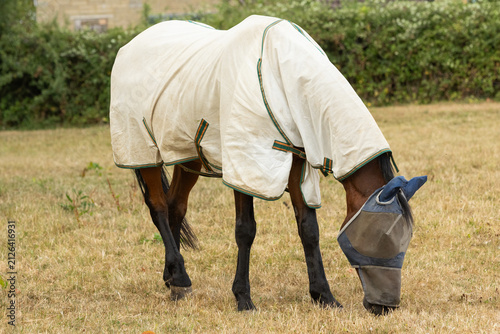 Принти на полотні Horse grazing dry, drought-affected grass during a hot summer