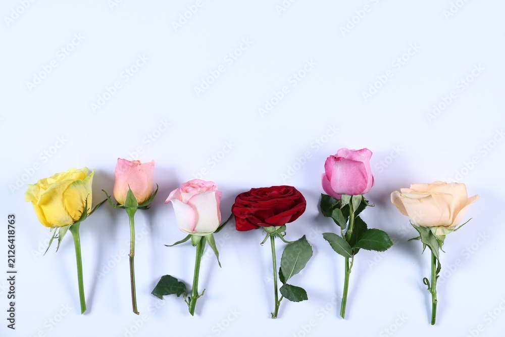 Obraz premium Many colorful roses with green leaves on white background, flat lay. Space for text
