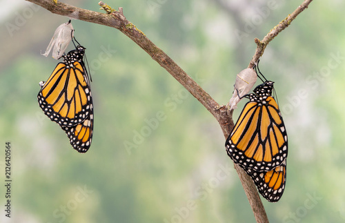 Bild auf Leinwand Macro of a newly emerged pair of monarch butterflies / danaus plexippus hanging from their chrysalis,  drying their wings